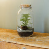 Terrarium à assembler avec graines et accessoires - Livraison offerte